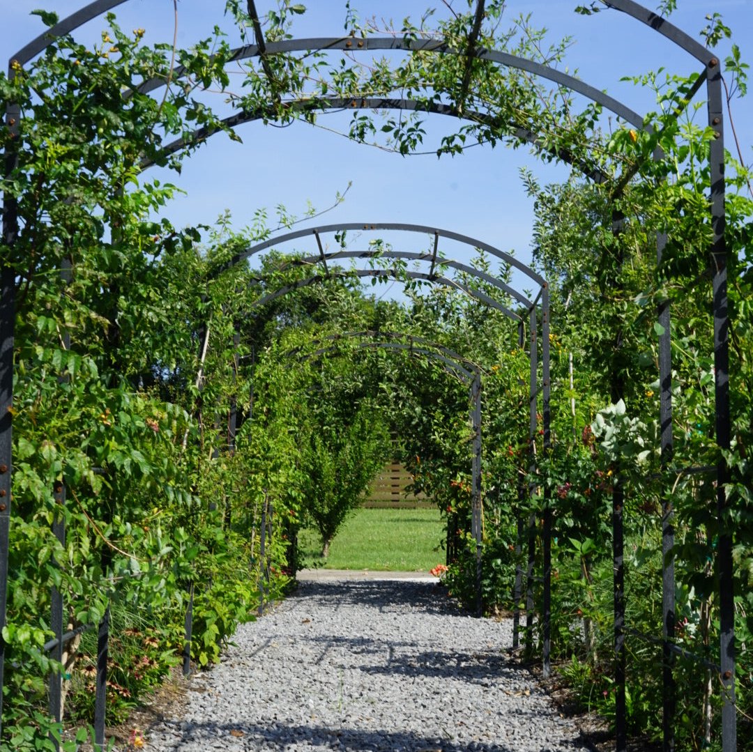 Tunnel Arch Trellis