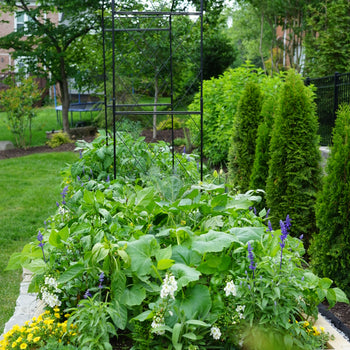 Paris Arch Trellis