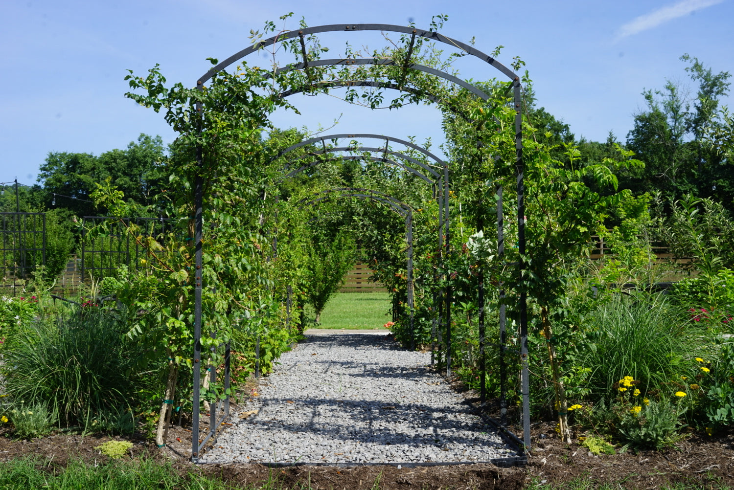 Tunnel Arch Trellis