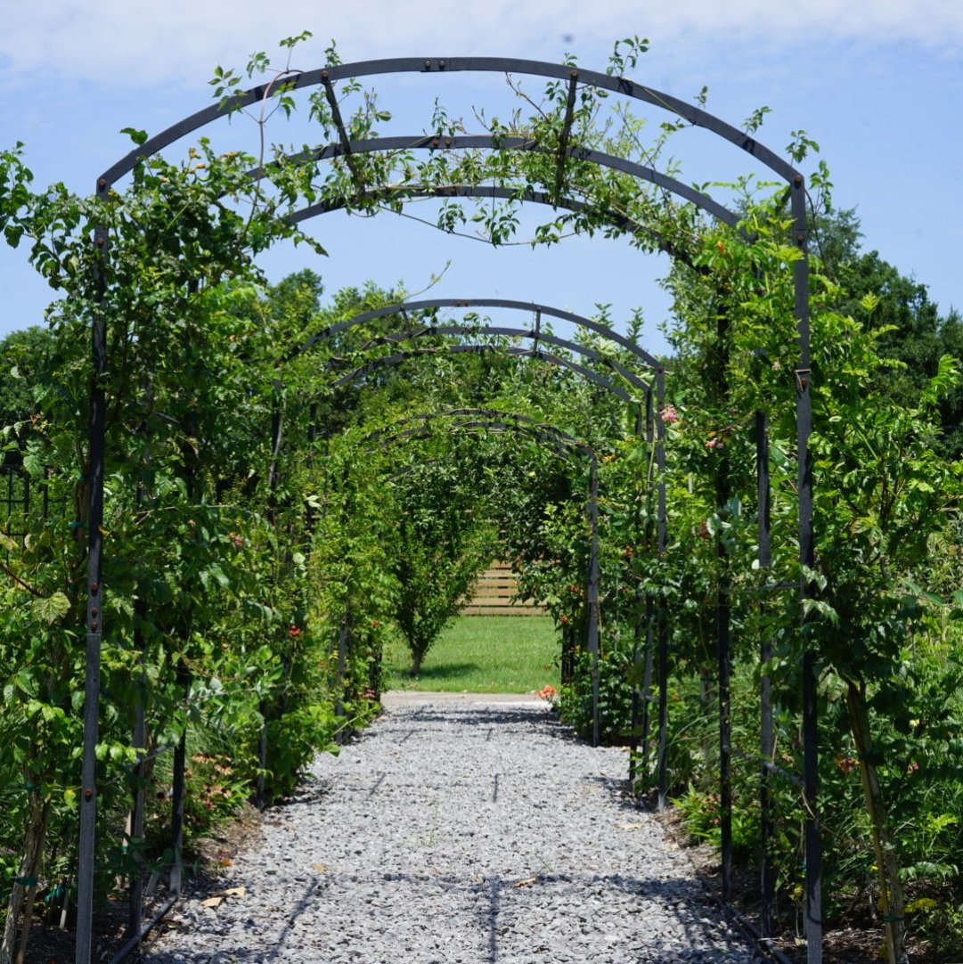 Tunnel Arch Trellis