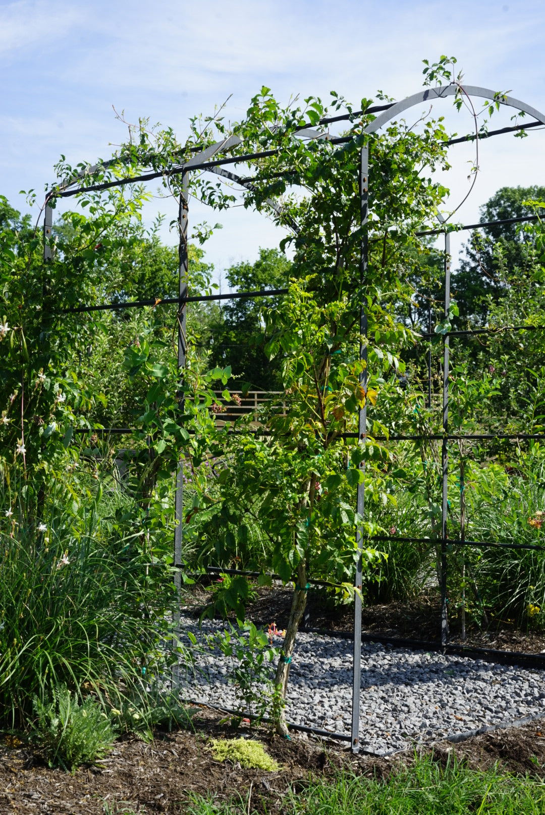 Tunnel Arch Trellis