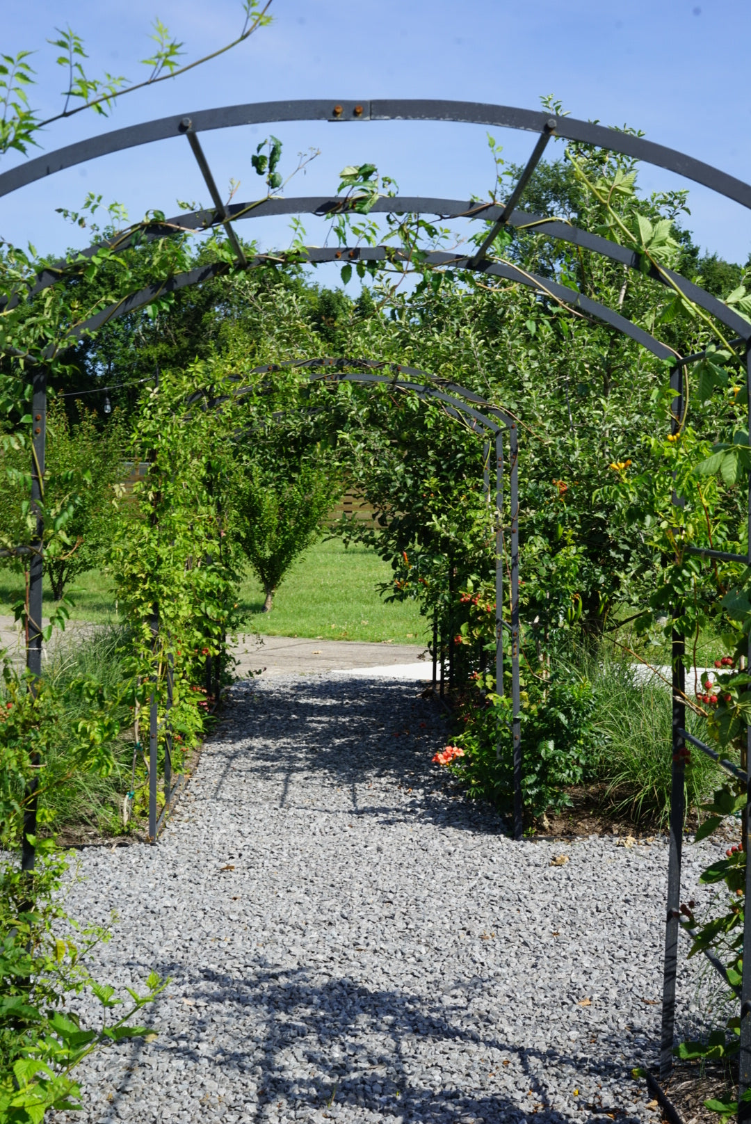 Tunnel Arch Trellis