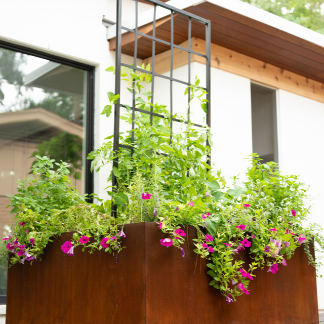 The Carmen Kitchen Garden Bundle