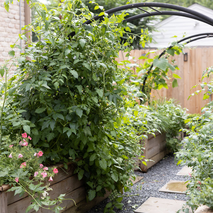 The Marnie Kitchen Garden Bundle