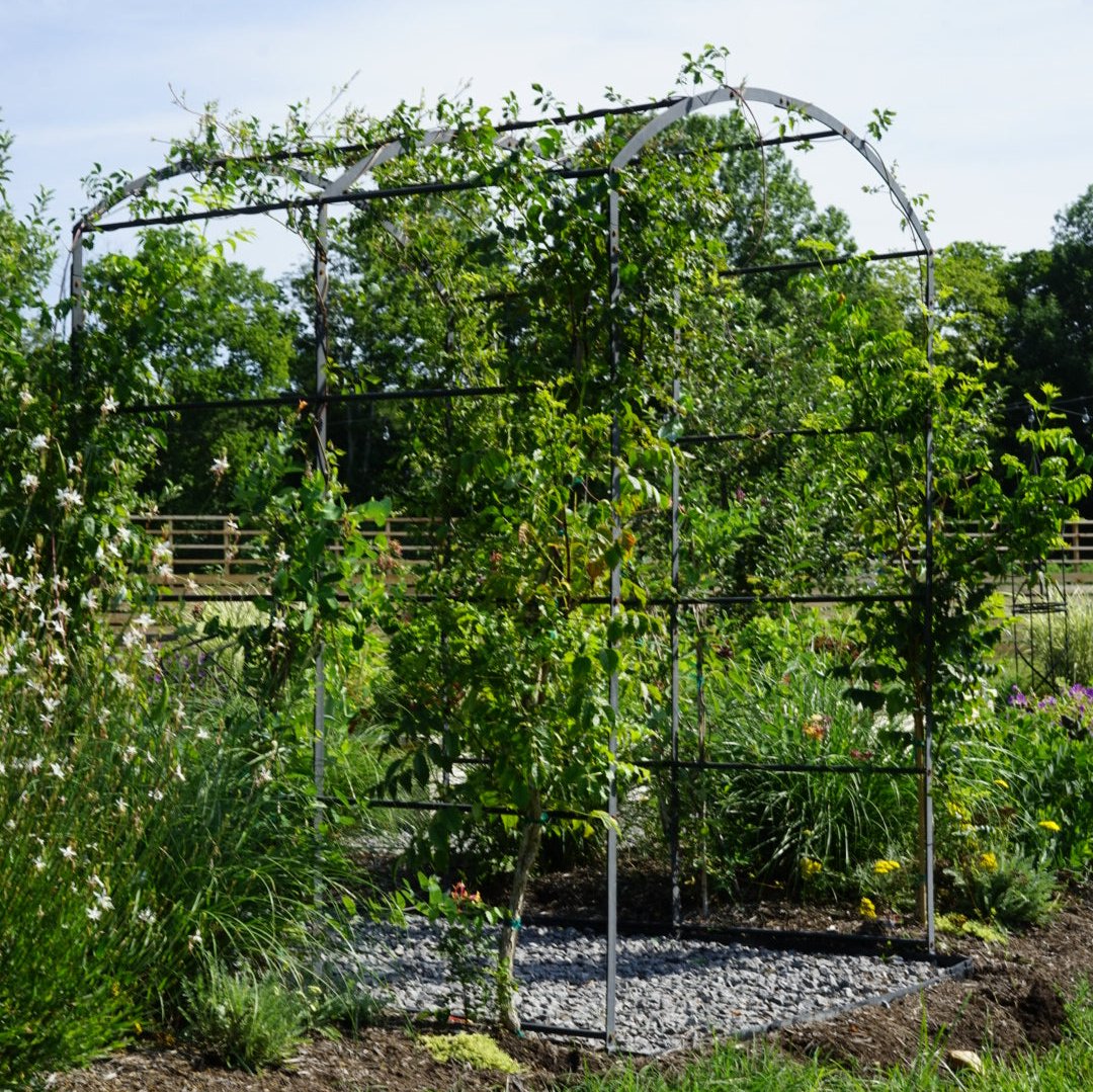 Tunnel Arch Trellis