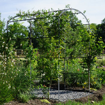 Tunnel Arch Trellis