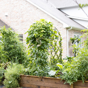 Traditional Diamond Rounded Arch Trellis