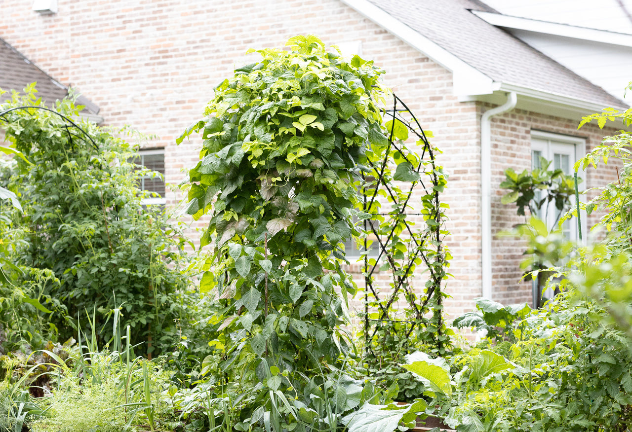 Traditional Diamond Rounded Arch Trellis