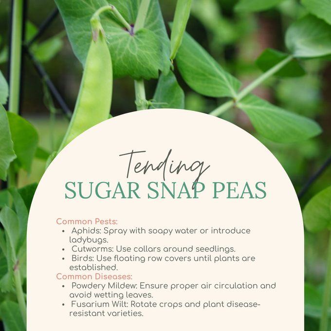 Easy Seed Growing Guide