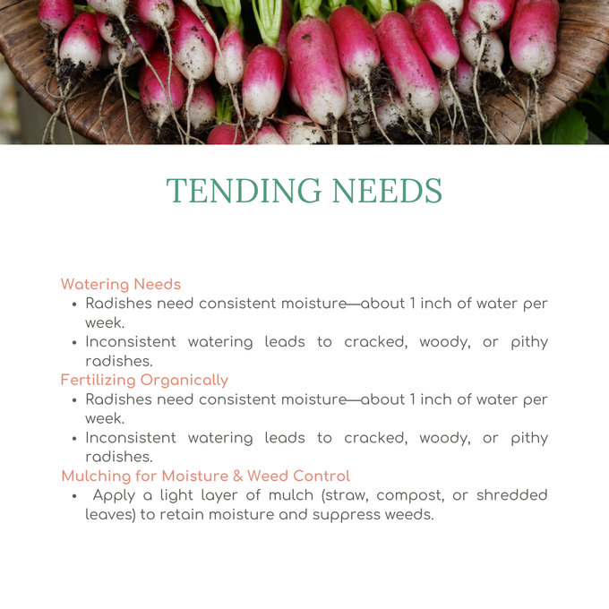 Easy Seed Growing Guide