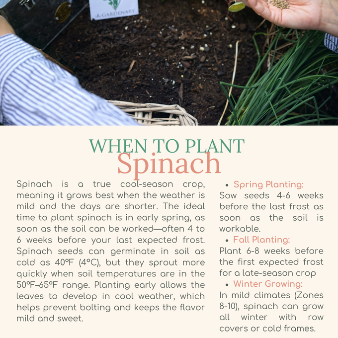 Easy Seed Growing Guide