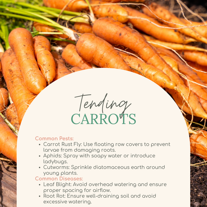 Easy Seed Growing Guide