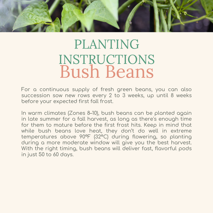 Easy Seed Growing Guide