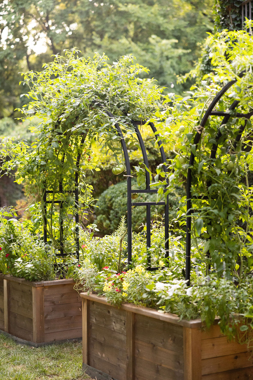 Trellis for growing heirloom tomatoes in a foodie home chef garden
