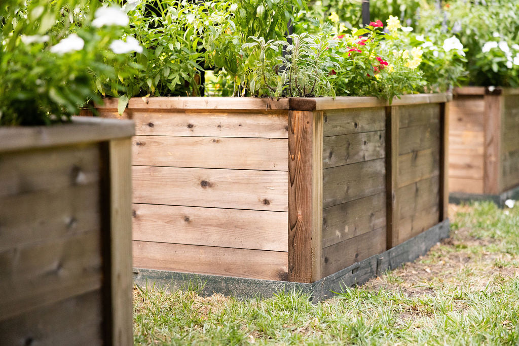 Cedar raised bed for HOA approved backyard garden with flowering vegetable plants