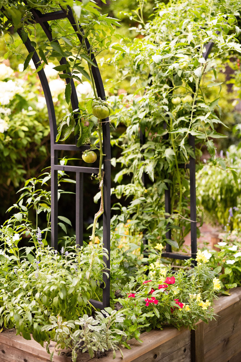 Trellis for growing heirloom tomatoes foodie garden