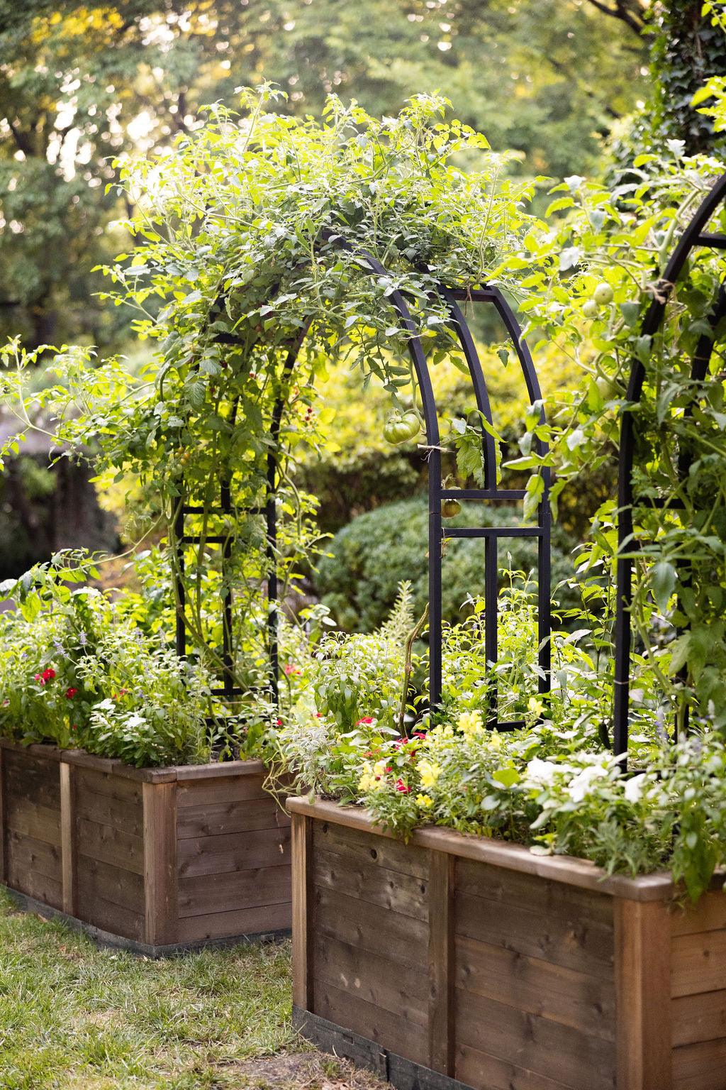 Arch trellis for homestead garden vertical food production