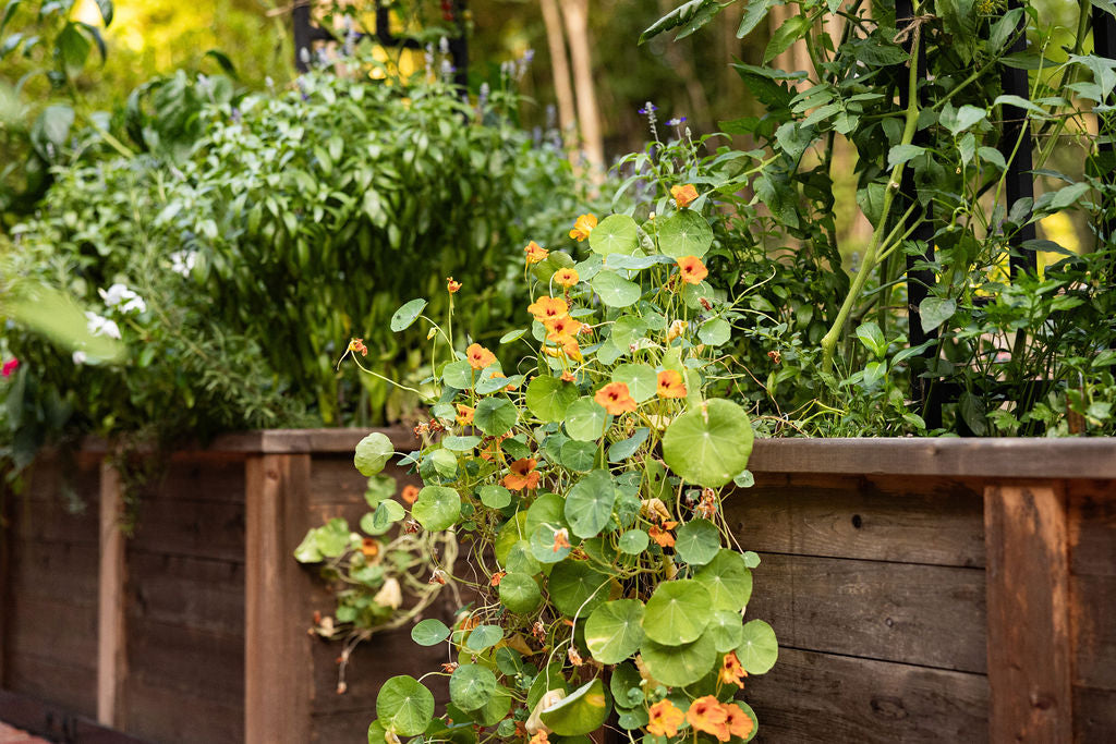 Raised garden bed for organic non-GMO vegetable garden with edible flowers