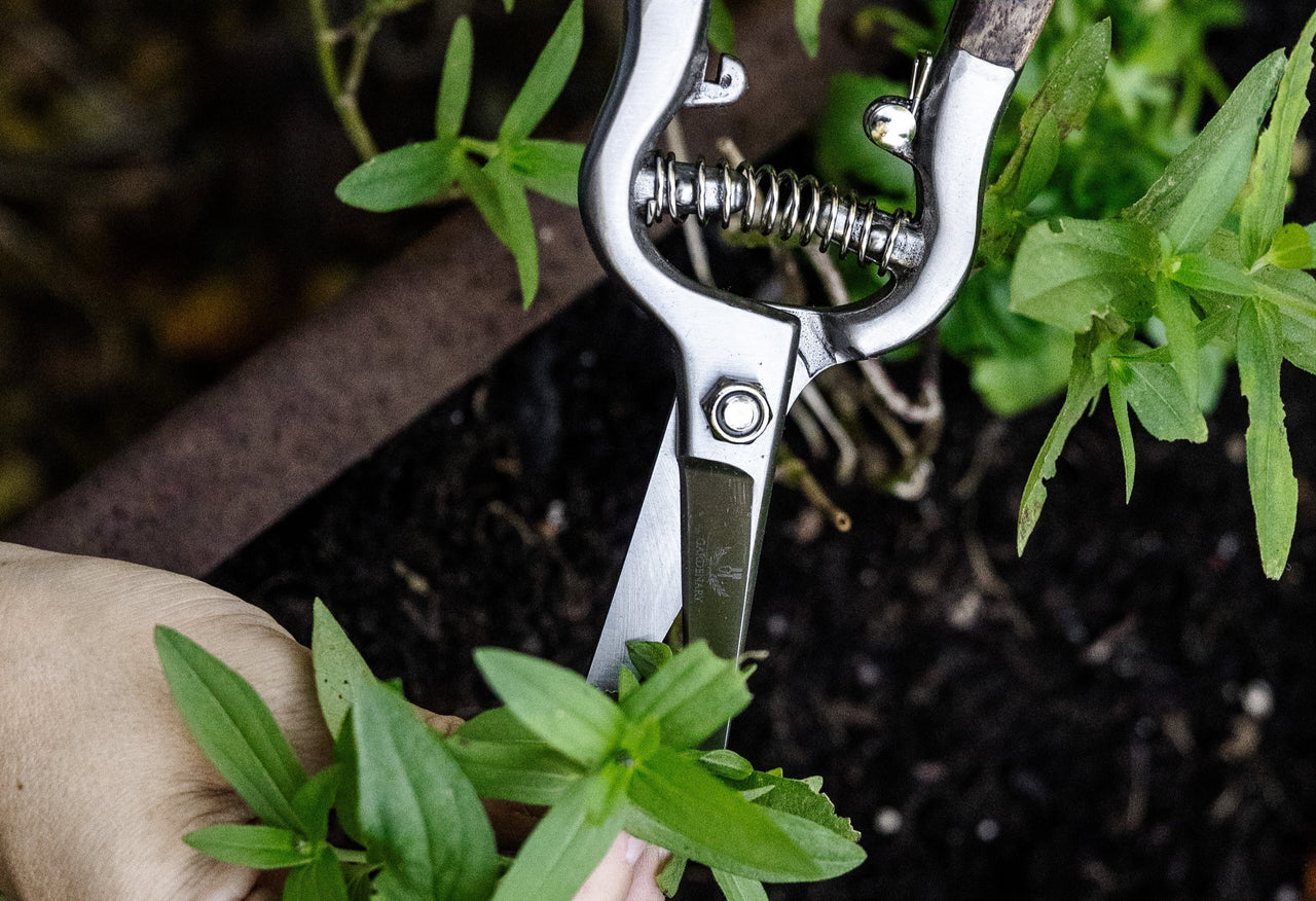 Gardenary Needlenose Pruner