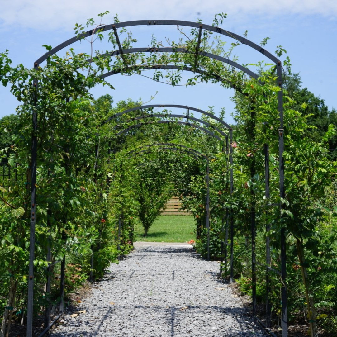 Tunnel Arch Trellis