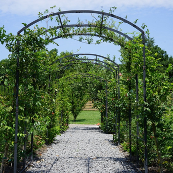 Tunnel Arch Trellis