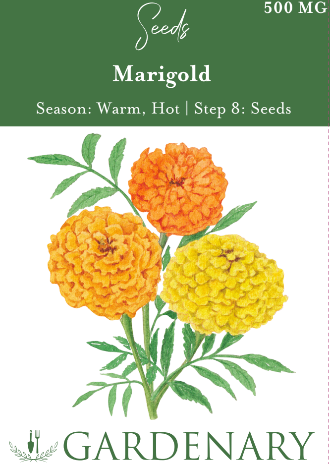 Pom Pom Mix Marigold Seeds