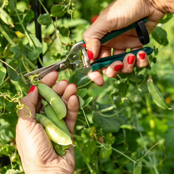 Flower and Fruit Snips