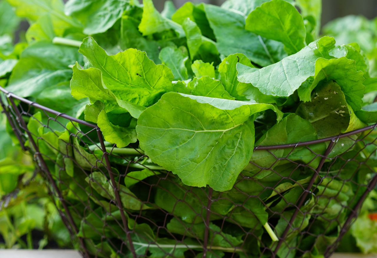 Gardenary Cool Season Garden Package