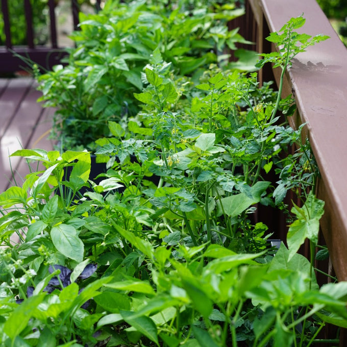 Aluminum Raised Bed on Wheels