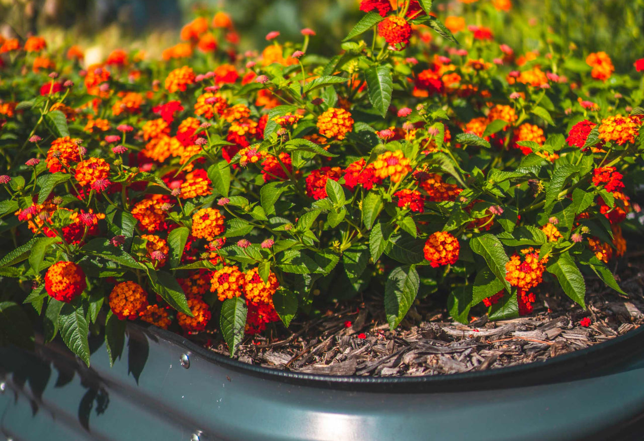 Small Modular Metal Raised Garden Bed Kit 32" Extra Tall 4 In 1