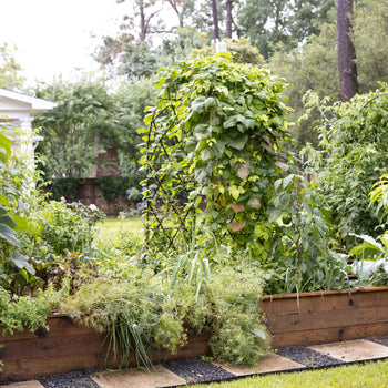 Traditional Diamond Rounded Arch Trellis