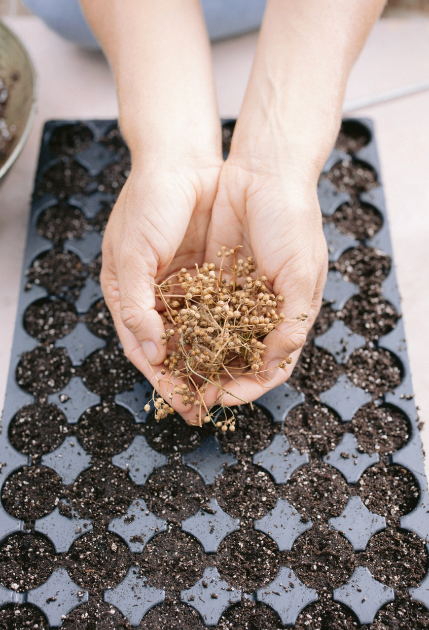 Seed Starting