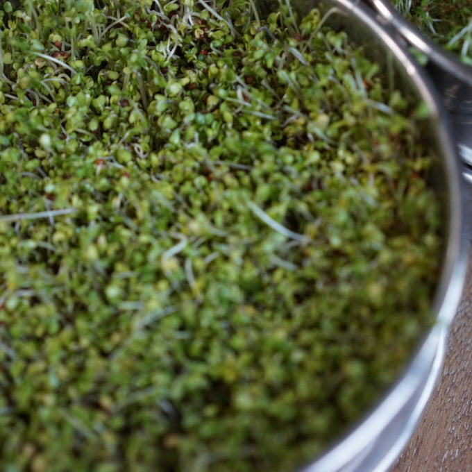 Sprout System by Gardenary