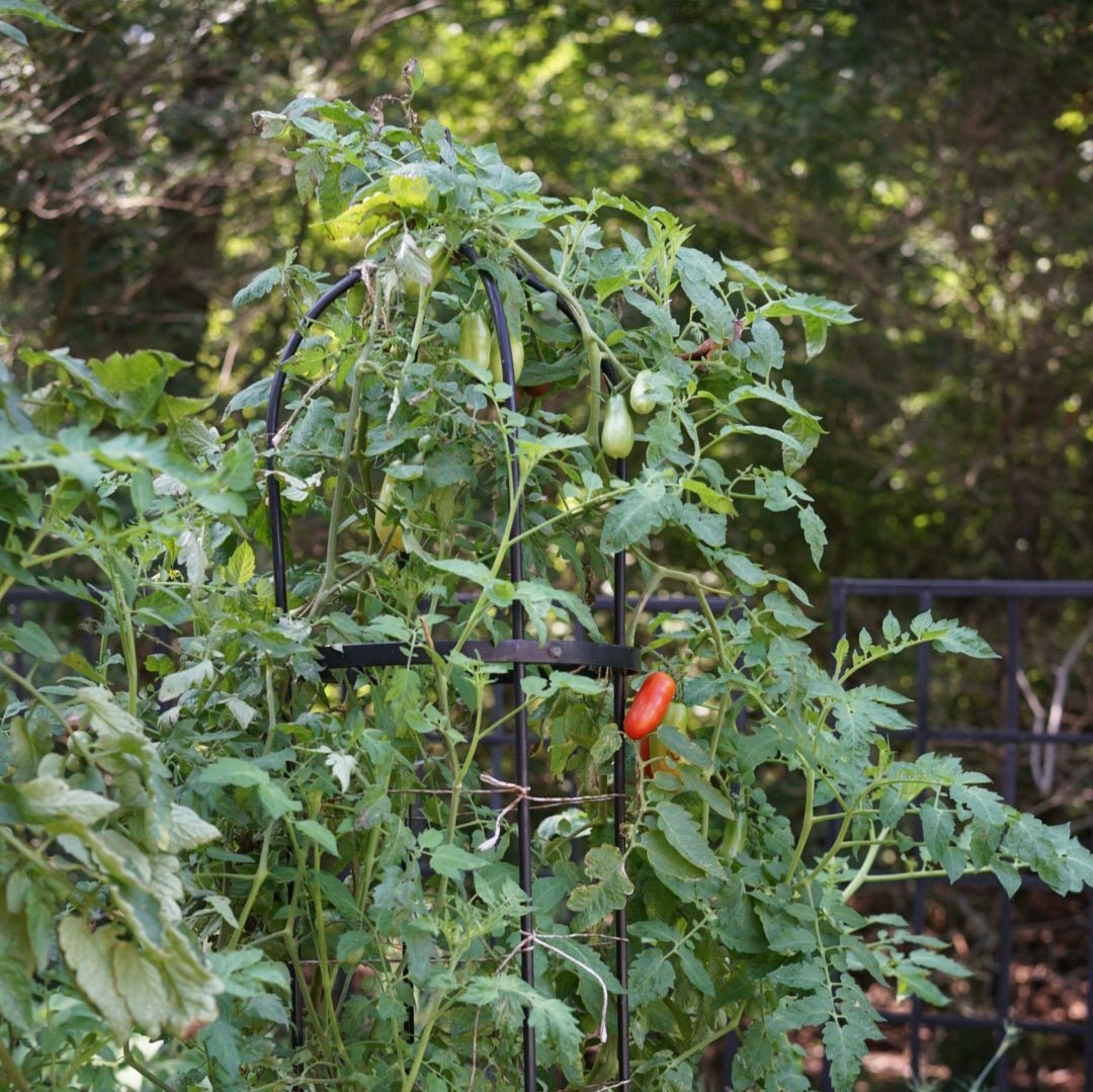 Wide Pillar Obelisk Trellis Kit – Gardenary Shop
