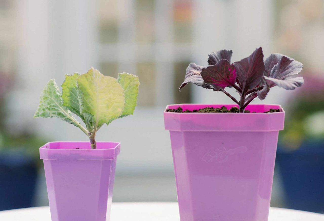 3.3" Heavy Duty Seed Starting Pots