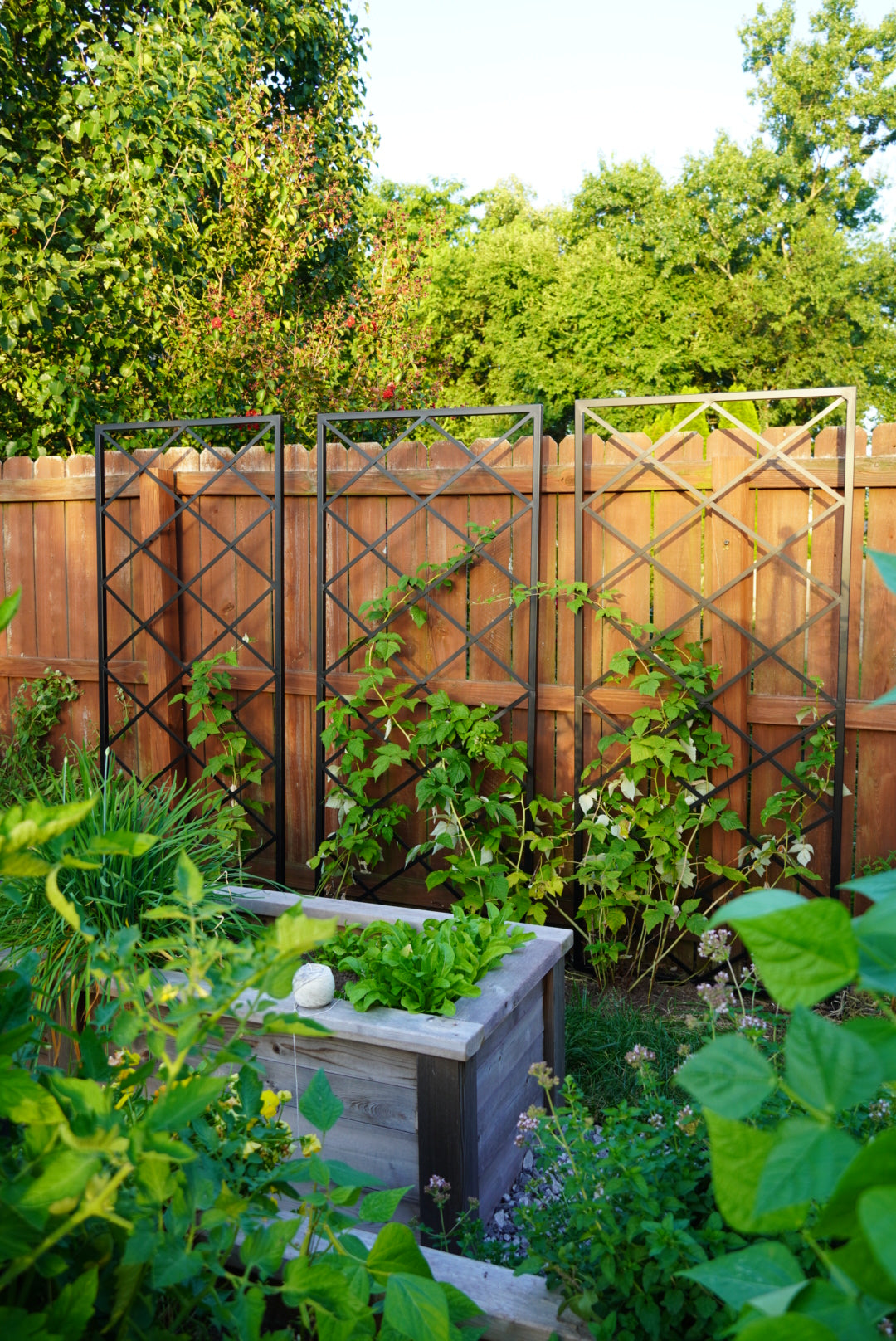 Diamond Panel Trellis