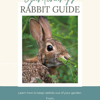 Rabbit Guide Booklet