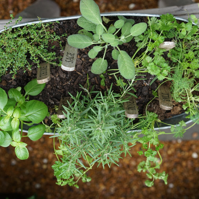 Herb Container Garden