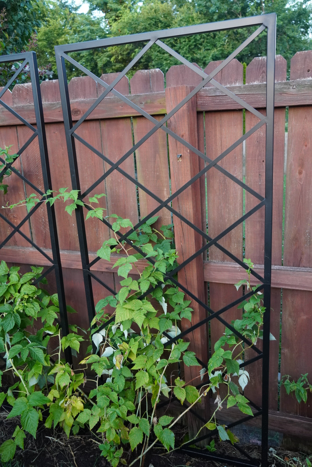 Diamond Panel Trellis