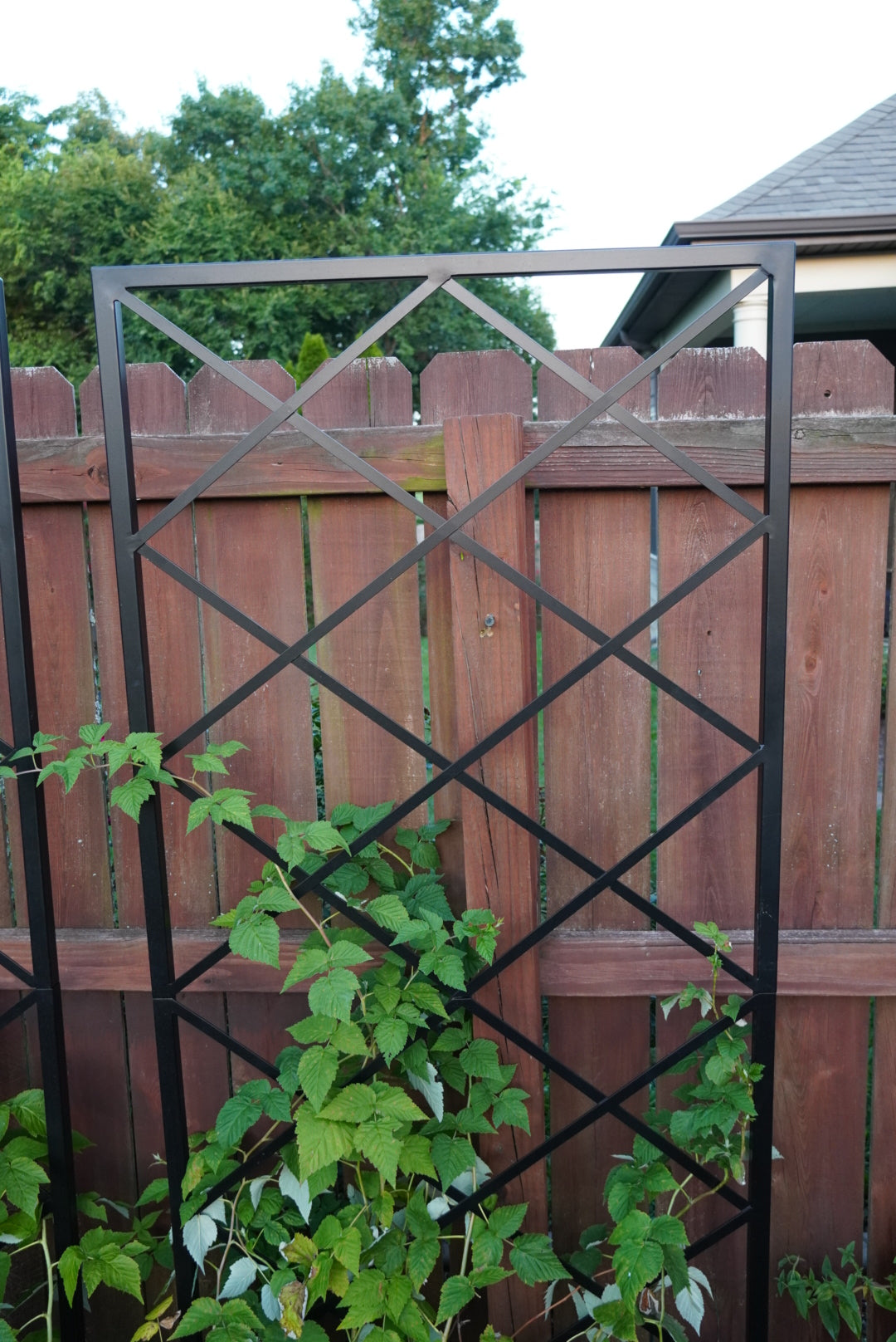 Diamond Panel Trellis