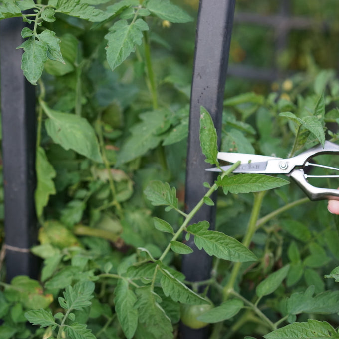 Stainless and Brass Precision Pruning Clippers