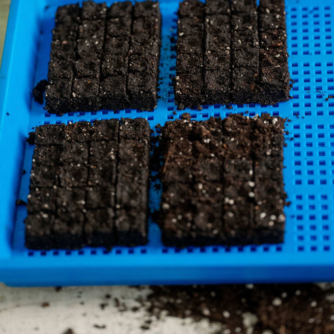 Extra-Strength 1020 Mesh Grow Trays (1" Shallow, Color Collection)