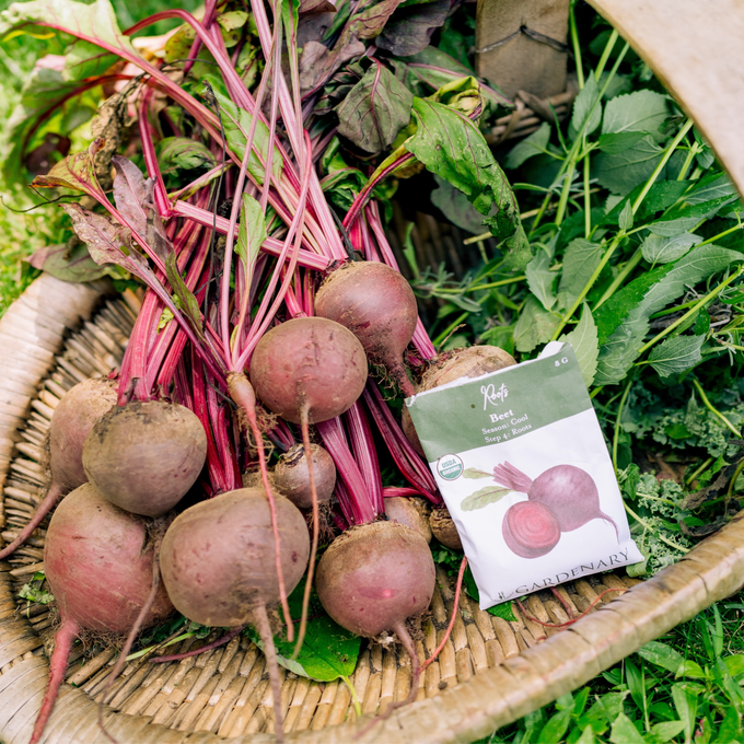 Red Beet Seeds