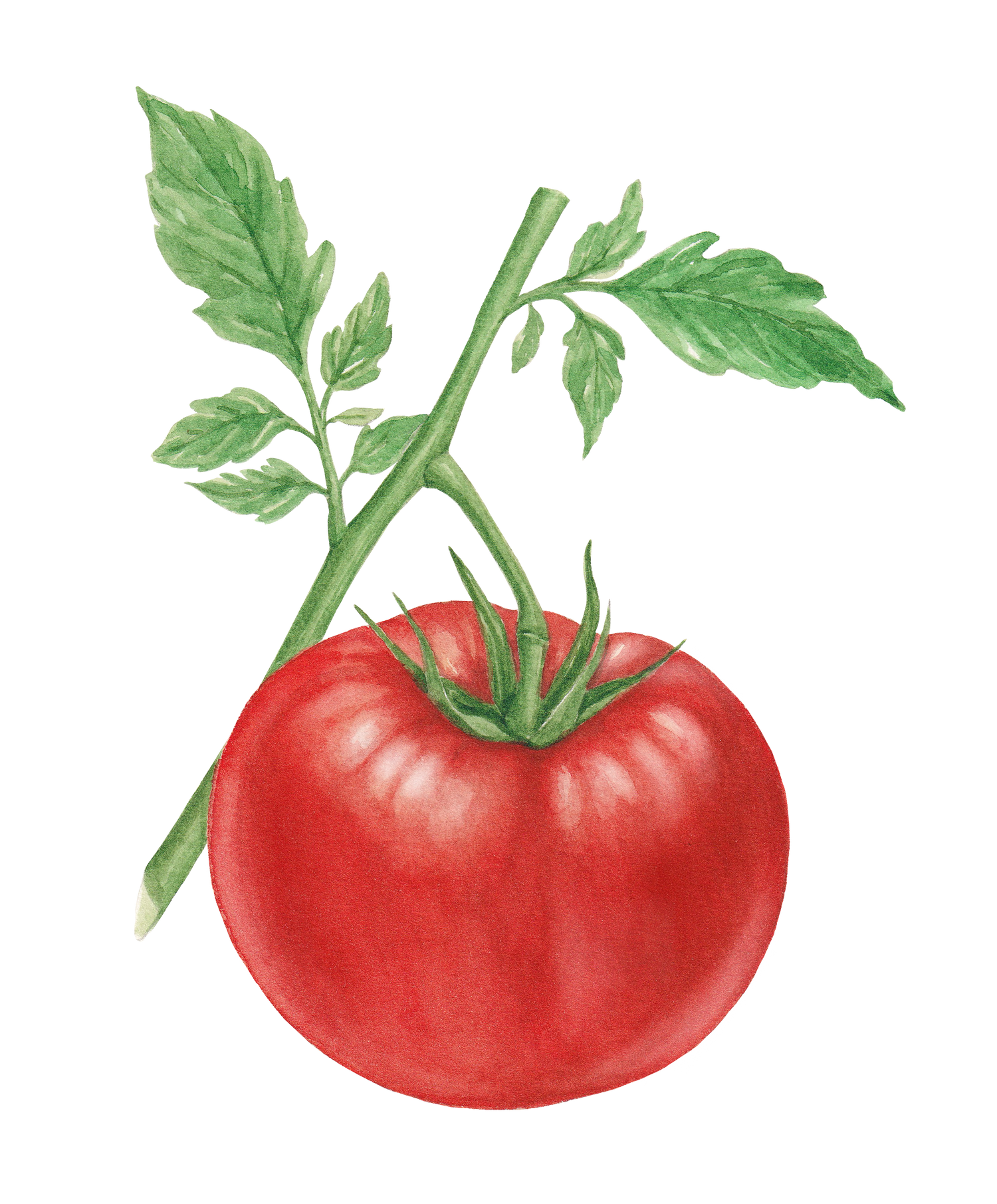 Red Slicing Tomato
