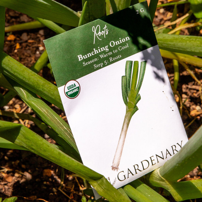 Bunching Onion Seeds