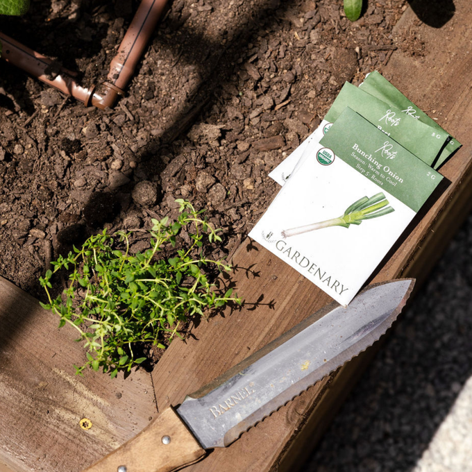 Bunching Onion Seeds