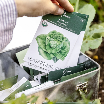 Butterhead Lettuce Seeds