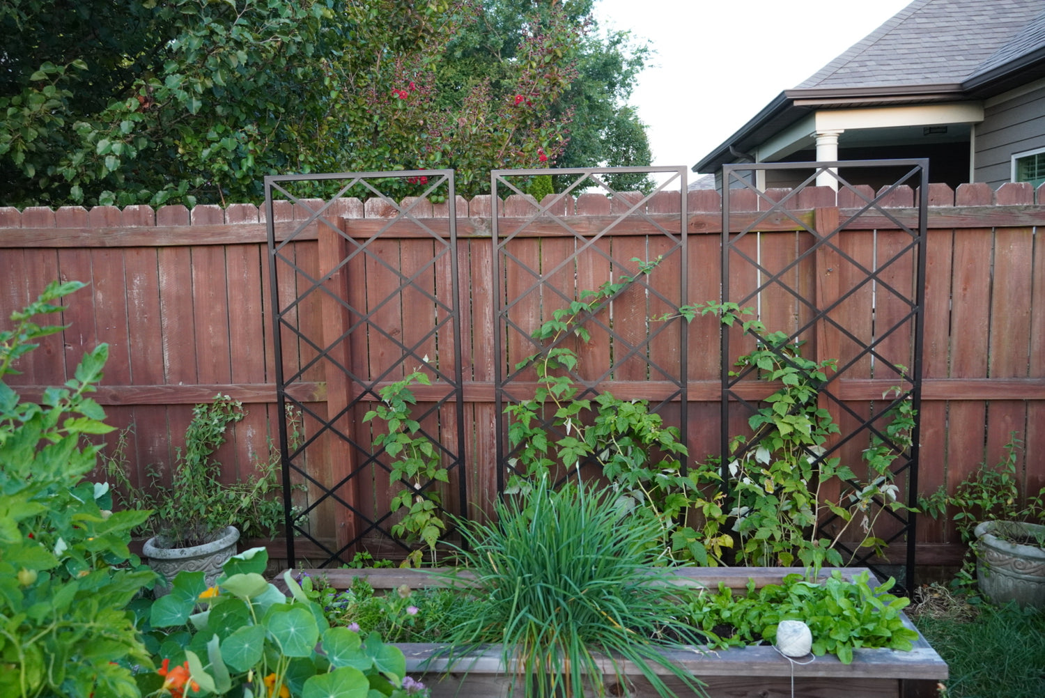 Diamond Panel Trellis