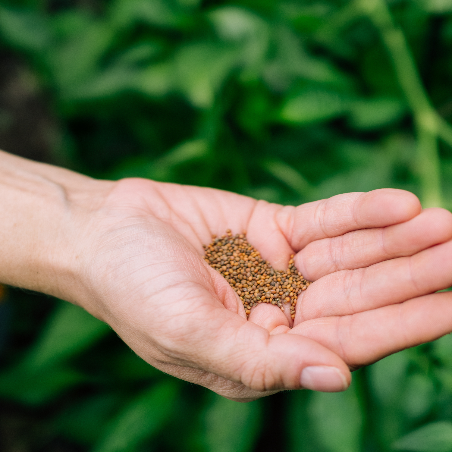 Carrot Seeds
