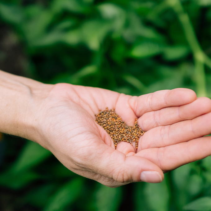 Rainbow Blend Carrot Seeds